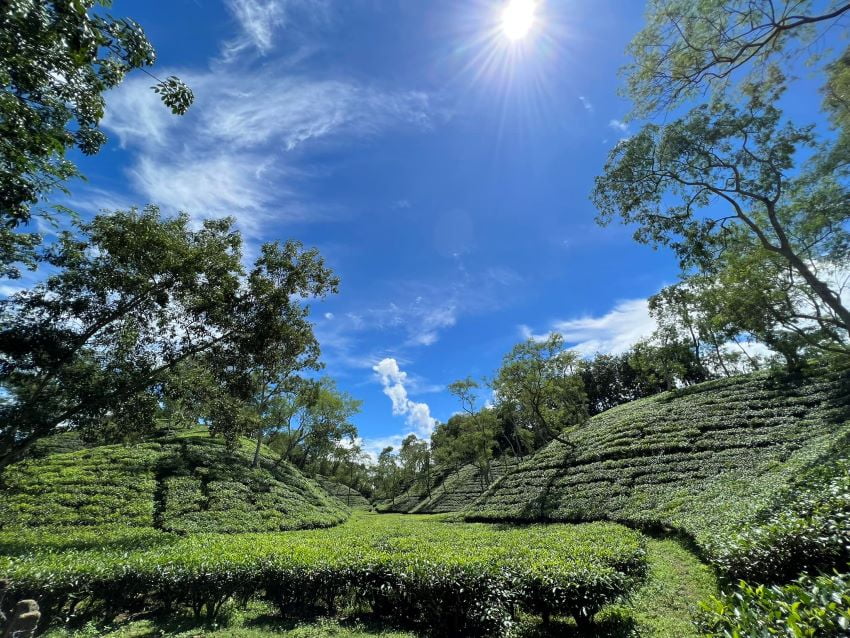 শ্রীমঙ্গল চা বাগান – বাংলাদেশের একটি সবুজ স্বর্গ