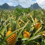 আনারস বাগান – শ্রীমঙ্গল