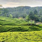 দার্জিলিং টিলা –  শ্রীমঙ্গল