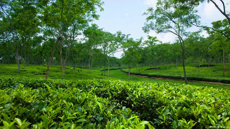 নূরজাহান চা বাগান