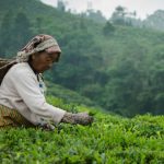 ফিনলে চা বাগান, শ্রীমঙ্গল – বাংলাদেশের সবুজ স্বর্গ