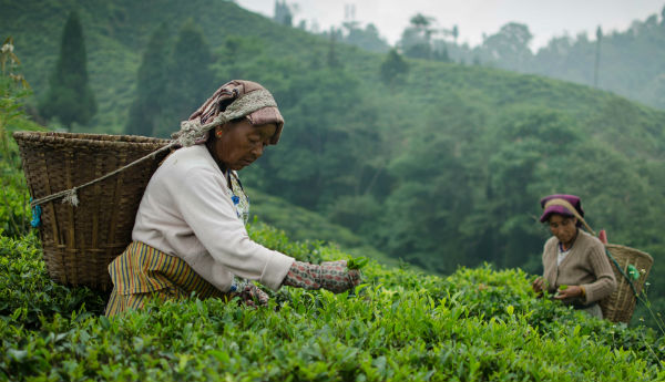 ফিনলে চা বাগান, শ্রীমঙ্গল – বাংলাদেশের সবুজ স্বর্গ