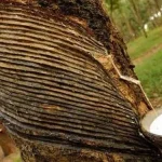 রাবার বাগান – শ্রীমঙ্গল